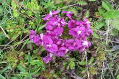 Pedicularis punctata